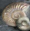 Iridescent Ammonite Fossils Mounted In Shale - x #34585-1